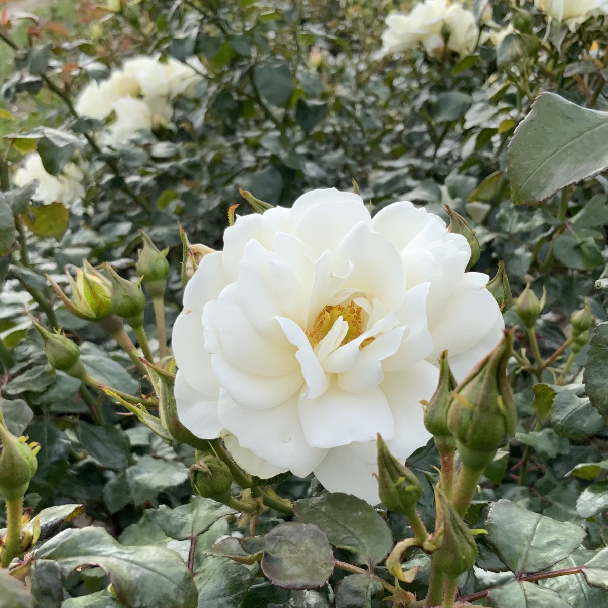 ÆRØ ROSE - Blåbær Gårdbutik
