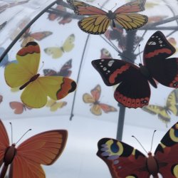 Paraply transparent - sommerfugle motiver