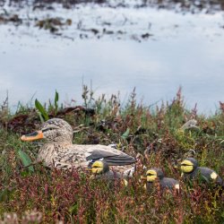 Andemor - Grand - hndskret trfigur