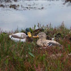 Andemor - Grand - hndskret trfigur