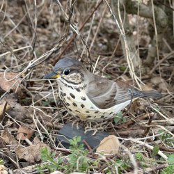 Sangdrossel - h�ndsk�ret tr�figur