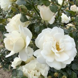 r rose - sendes som barrod  okt/nov