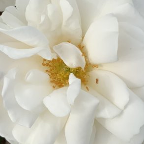 r rose - sendes som barrod  okt/nov