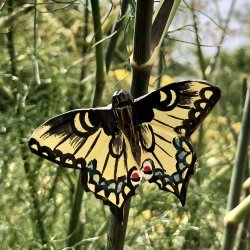 Sommerfugl med magnet - svalehale
