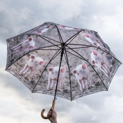 Paraply - grise motiver