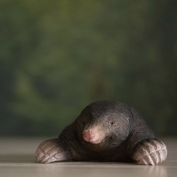 Muldvarp - figur i tr