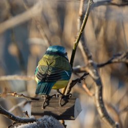 Blmejse - hndskret trfigur