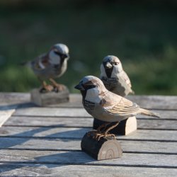 Grspurv - hndskret trfigur