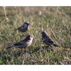 Grspurv - hndskret trfigur