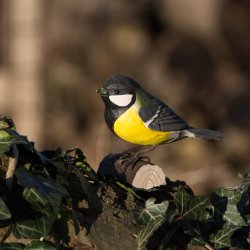 Musvit - hndskret trfigur