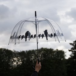 Paraply transparent - fuglemotiv