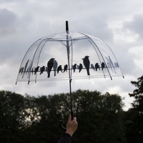 Paraply transparent - fuglemotiv