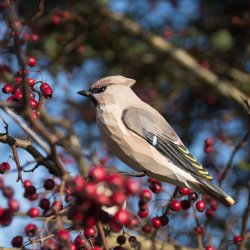Silkehale - hndskret trfigur