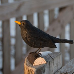 Solsort - hndskret trfigur