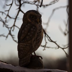 Ugle - hndskret trfigur