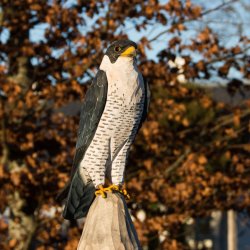 Vandrefalk - hndskret trfigur